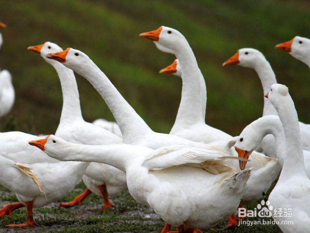 鹅的养殖方法和技术