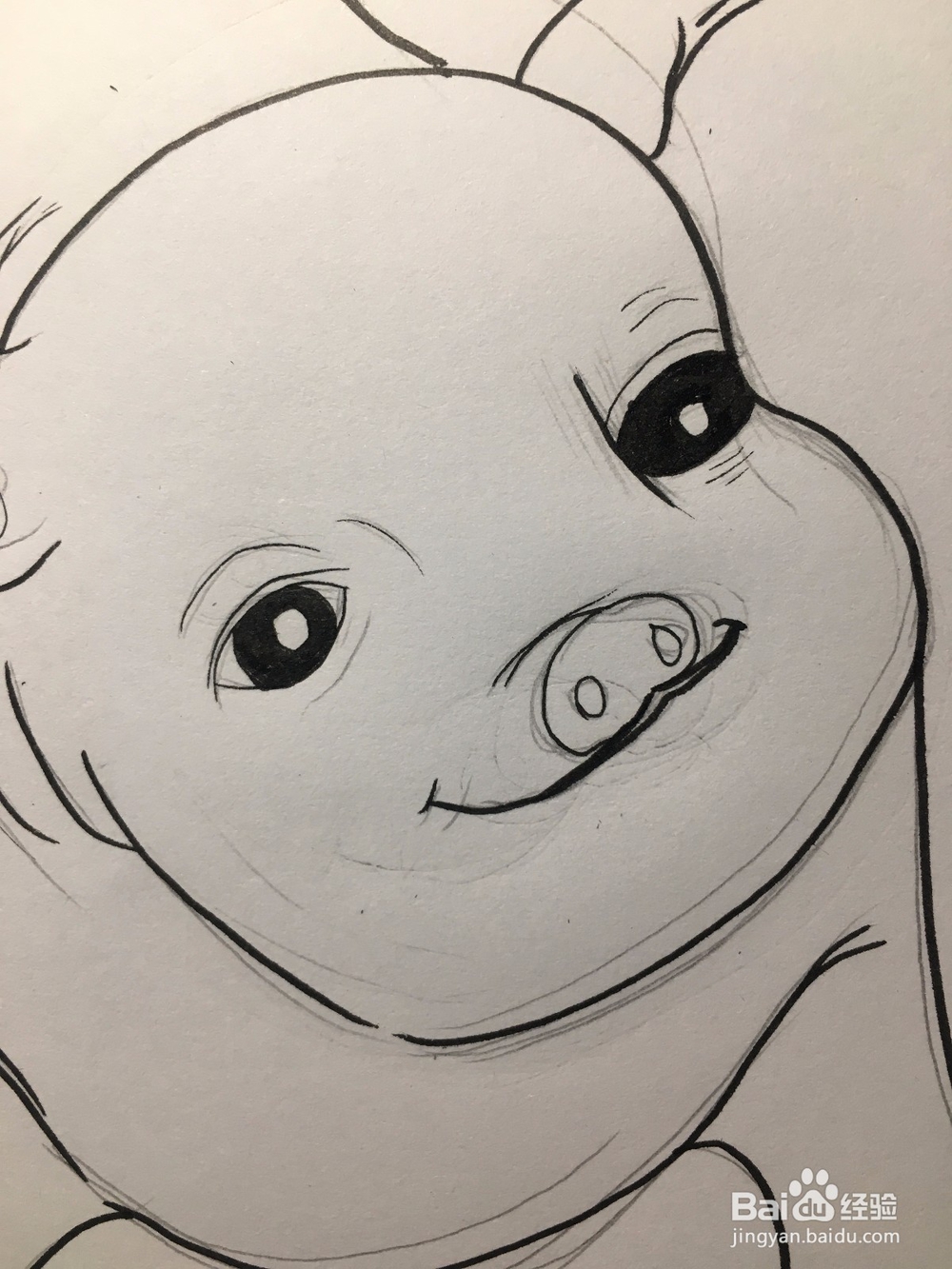 教你画一只萌萌的肥猪 猪年简笔画猪