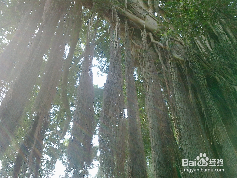 鼓浪屿旅游攻略之钢琴博物馆——世上最美的声音
