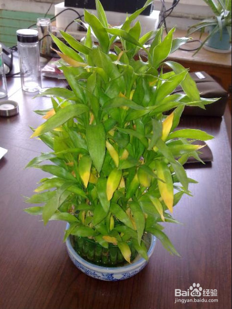 节节高叶子发黄怎么办