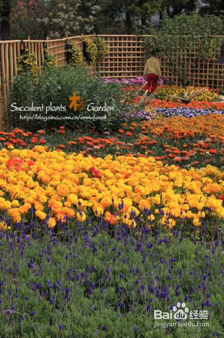 上海植物园（上）