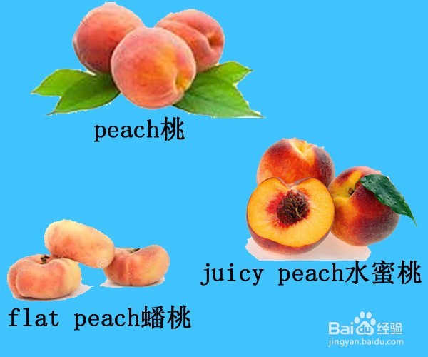 English Words:归类记忆各种水果(共28种水果)