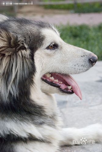 阿拉斯加犬好养吗？