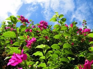 嫁接苗如何管理?