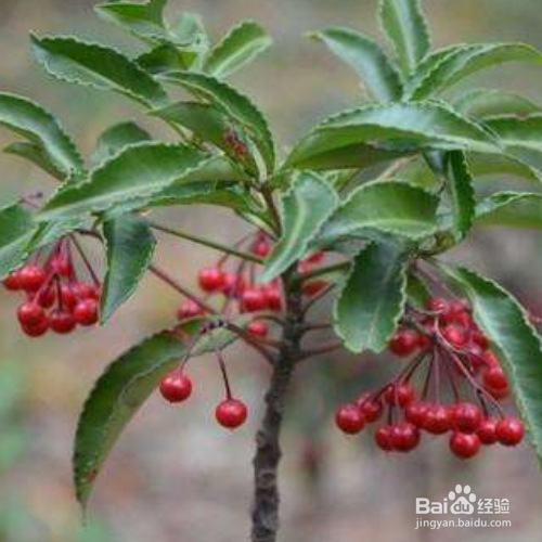 朱砂根怎么种？