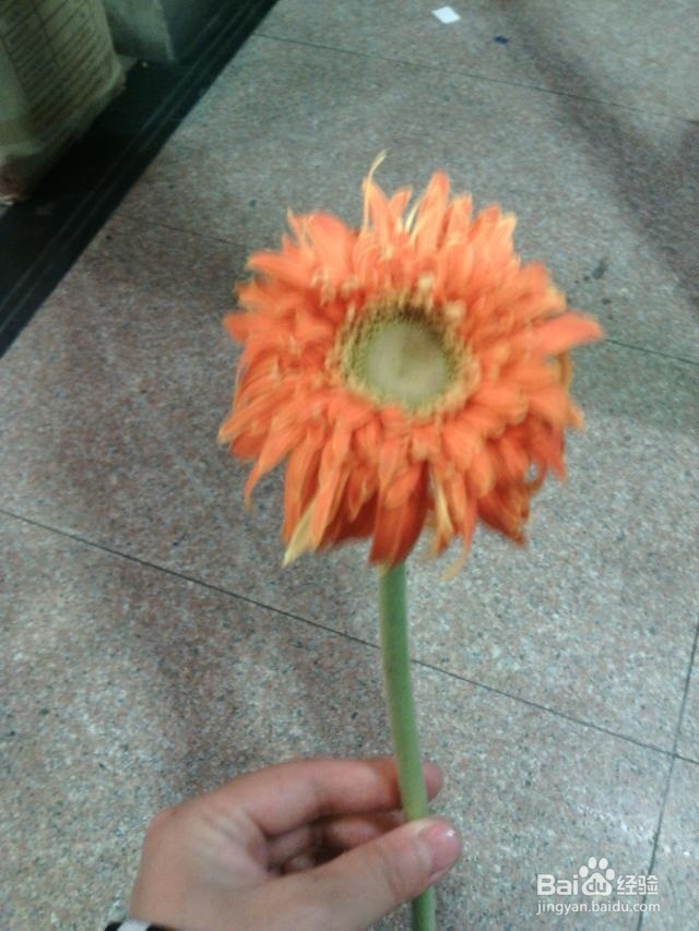 如何才能养好一盆花