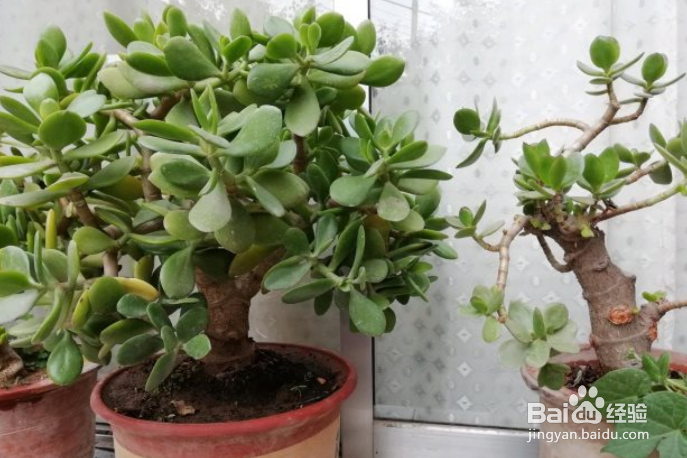 玉树夏天怎么养才能更旺盛