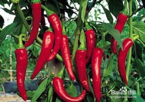 吃辣椒的好处和注意事项