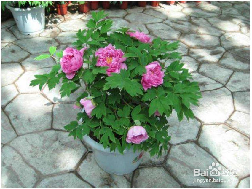 养牡丹花你需要知道哪些？