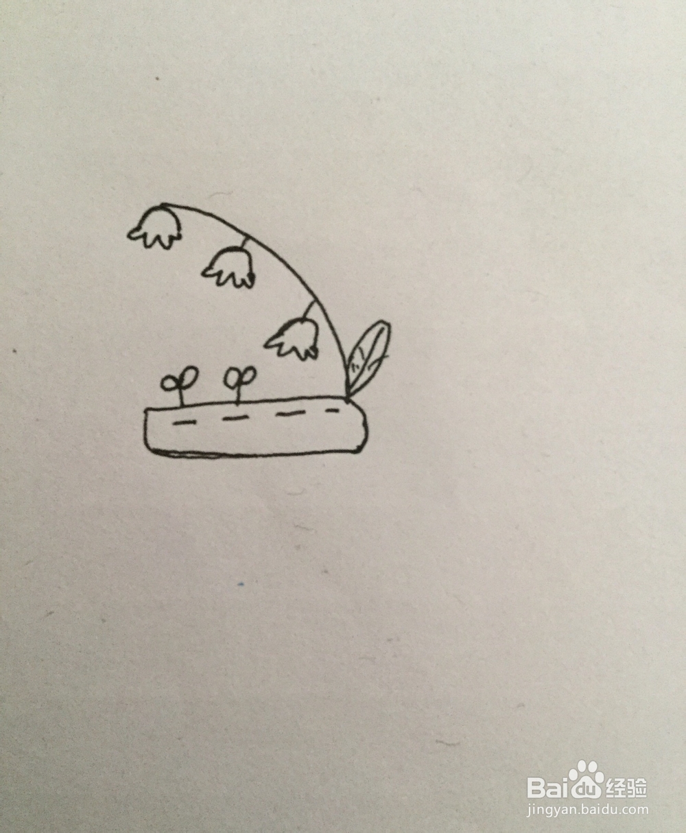 多肉植物铃兰的简笔画