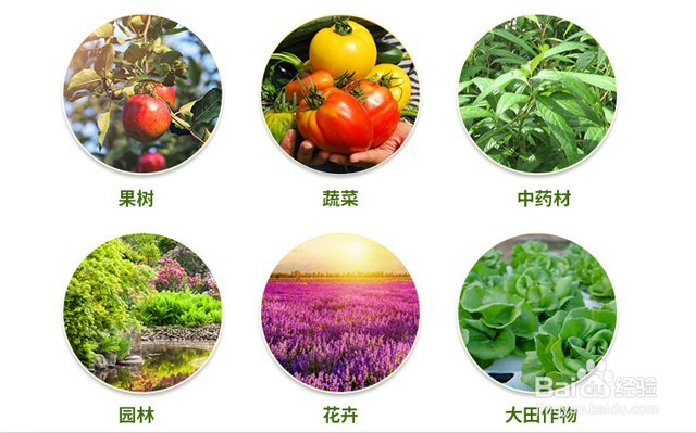根小子预防根腐,草莓重茬根腐用什么药防治