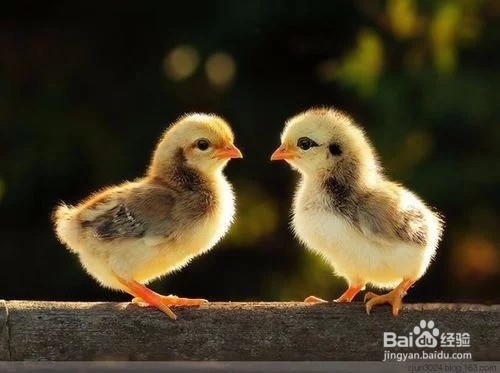 幼师如何有效的做好家长工作