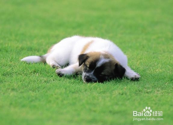 早餐应该怎样选择