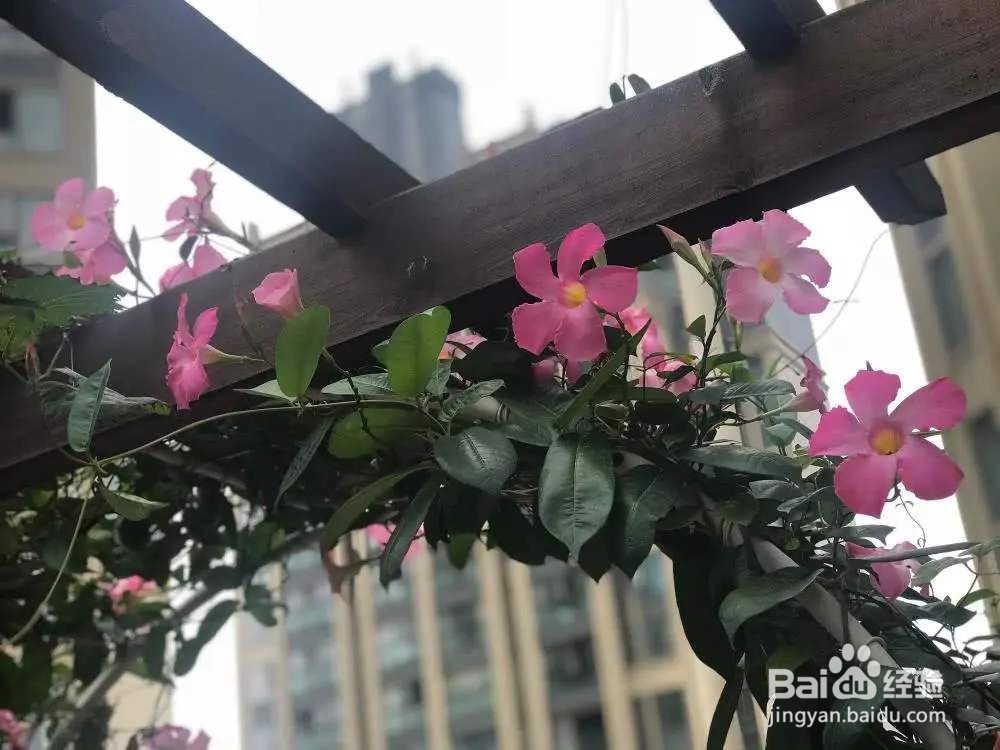 盆栽飘香藤冬天怎么养