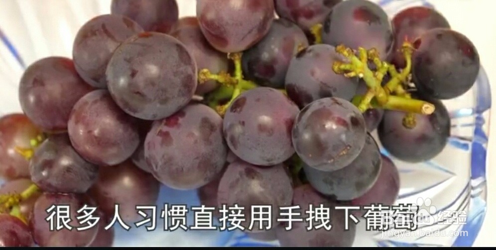 清洗葡萄和提子的正确方法