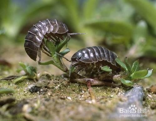 花盆里长满了潮湿虫怎么办
