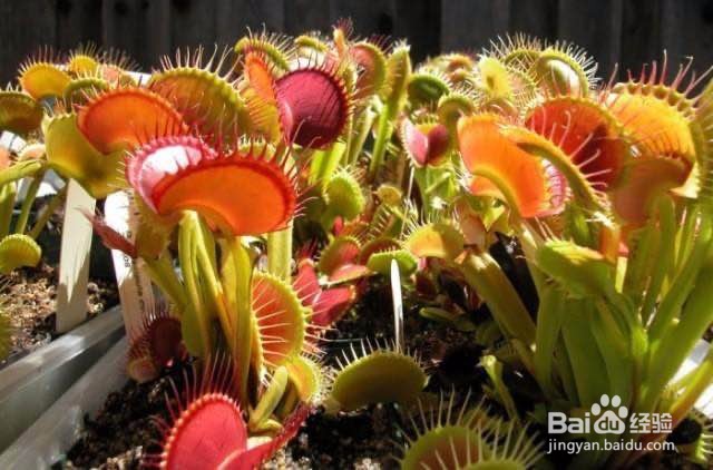 食蝇草怎么养护