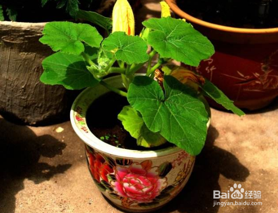 南瓜叶子发黄怎么办