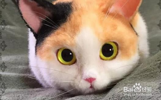对待咬人的猫咪纠正训练