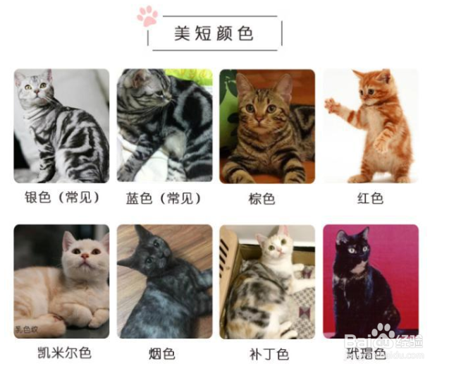美短品种图解