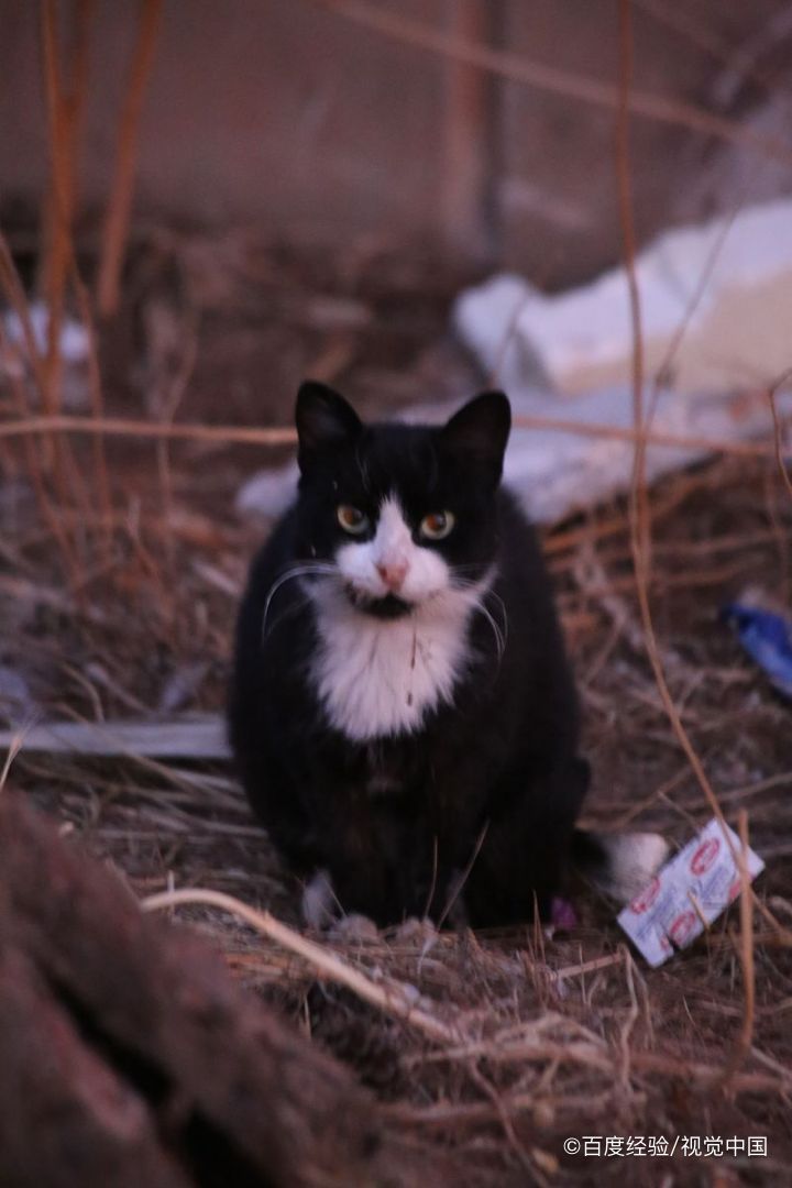 如何收编流浪猫