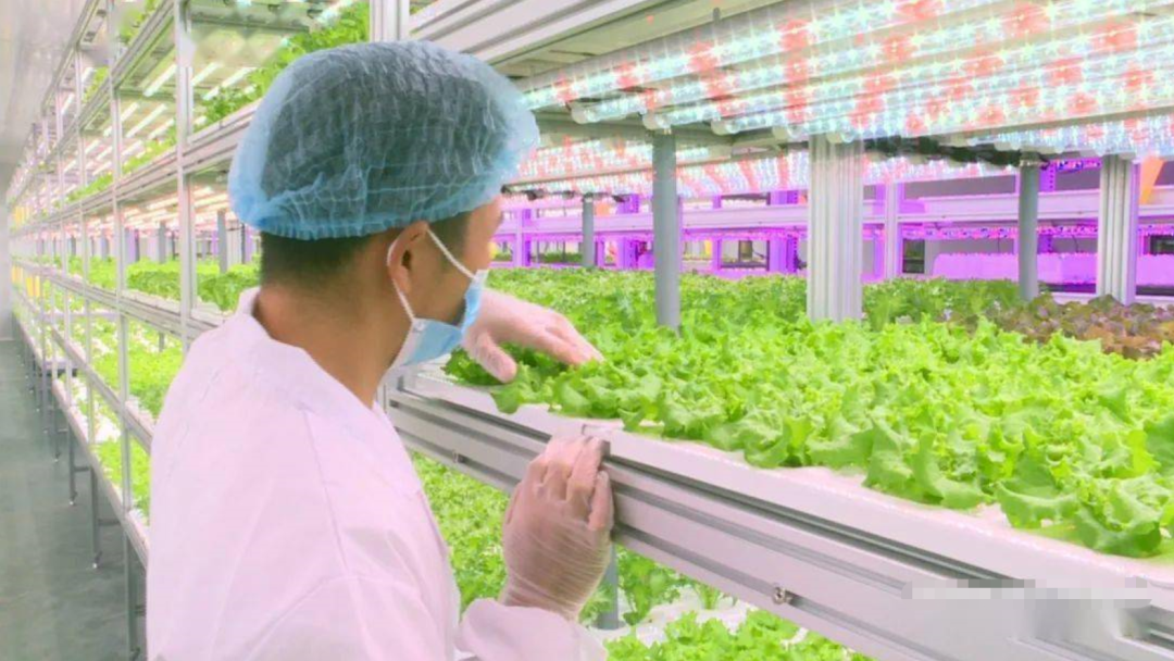植物工厂是什么