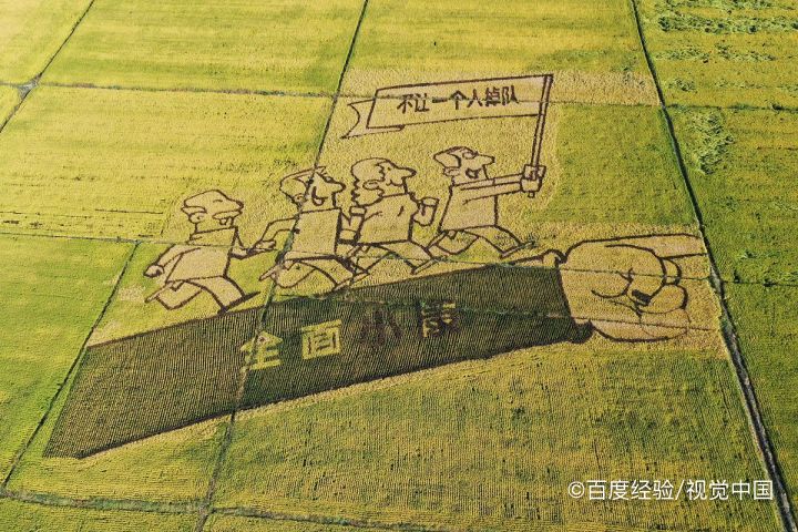 水稻苗床出苗不齐的原因及解决方法