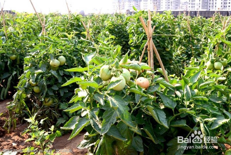 种植番茄需要注意什么