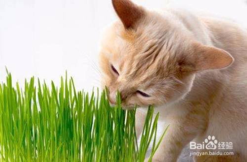猫咪呕吐怎么办 百度经验