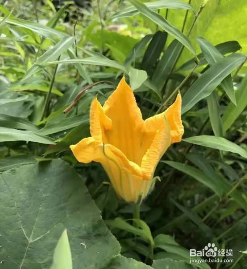 南瓜花的做法 百度经验 南瓜花的做法 百度经验