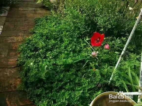 3种花太好养，沾土就活，特能长，养一次就上瘾