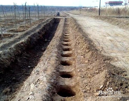 残树挖除施工方法