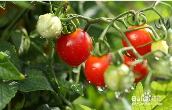 吃西红柿对男生有哪些好处