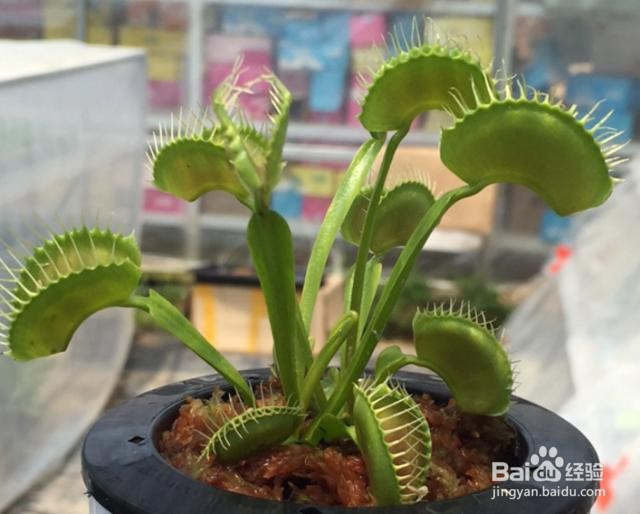 食蝇草怎么养护