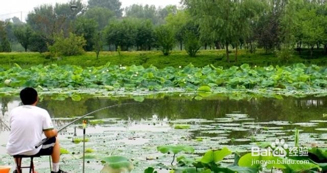 玉米棒子打窝技巧