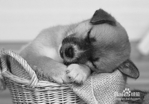 快速利用ps将图片变成素描