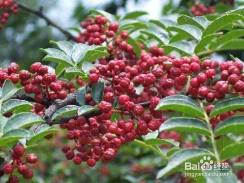 女人如何改善月经量少,减轻妇科炎症,延缓衰老