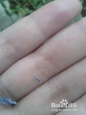 怎样撰写温室病虫害报告?