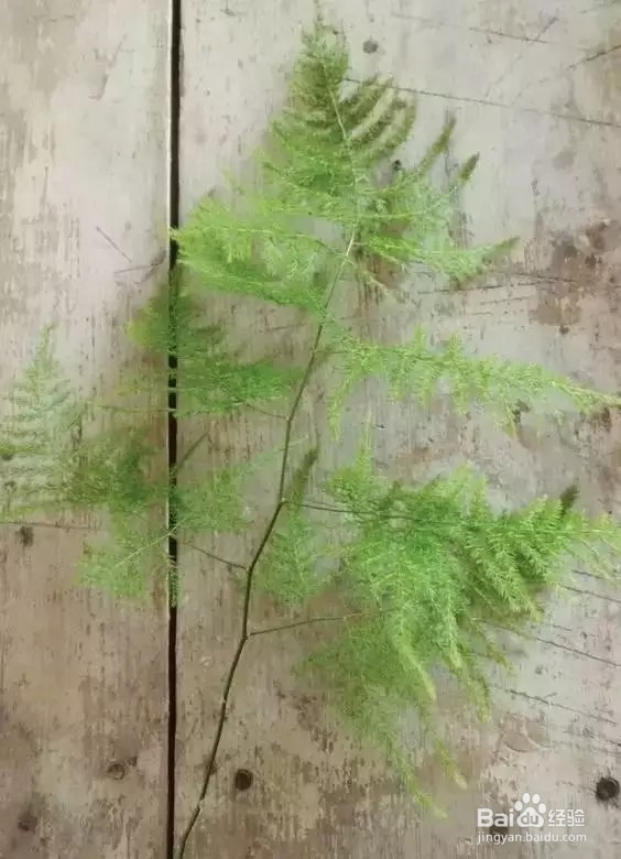 文竹怎么养