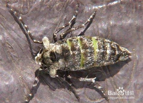 森林有害生物林间调查方法