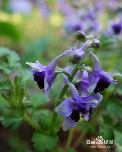 还亮草如何进行养护？