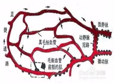 你的微循环还好吗
