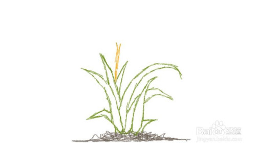 植物稻谷简笔画