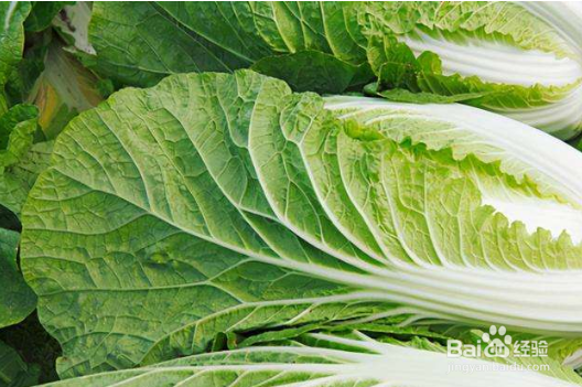 冬天储存什么菜