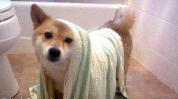 给宠物狗洗澡流程和注意事项