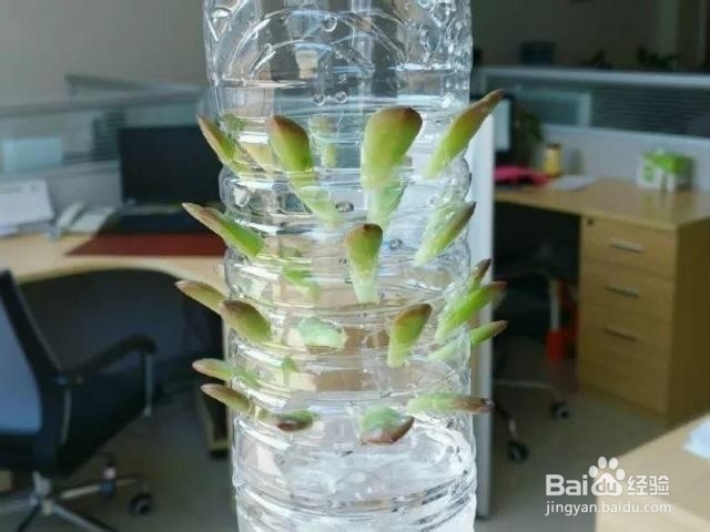 冬天多肉叶片扦插方法