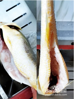大黄花鱼去内脏图解
