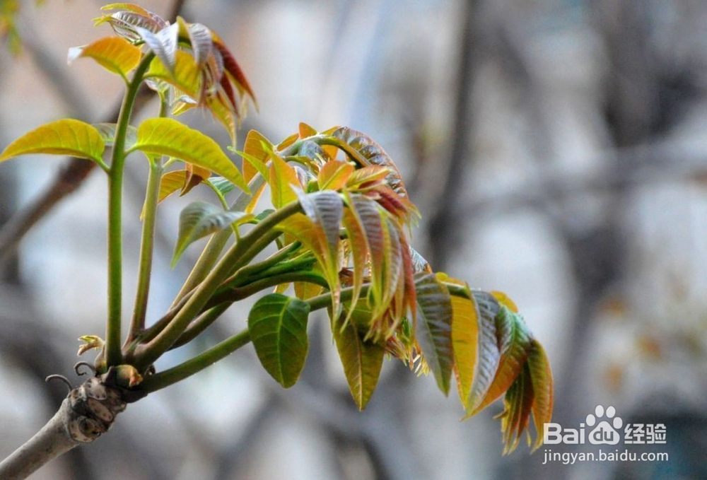 香椿这些好处你知道吗？