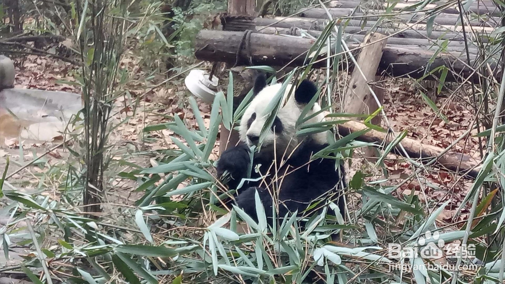 成都熊猫基地一游