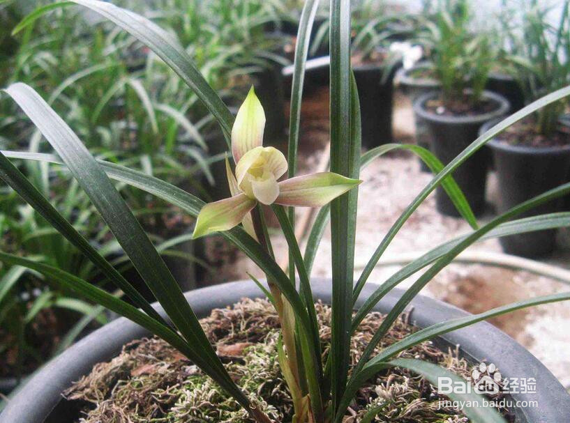 红花荷的养殖方法和注意事项